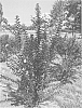 Lagerstroemia%20%27PIILAG-IV%27