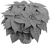 Euphorbia%20pulcherrima%20%27Dueprima%27