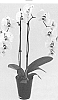 Phalaenopsis%20hybrida%20%27Bravery%27
