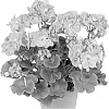 Pelargonium%20zonale%20%27Duevipipas%27