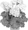 Pelargonium%20zonale%20%27Duevibafa%27