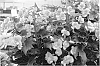 Begonia%20hybrid%20%27Puff%20Pink%27