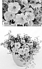 Petunia%20x%20hybrida%20%27BHTUN6202%27