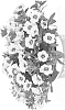 Calibrachoa%20sp.%20%27Duealkotisop%27