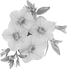 Calibrachoa%20sp.%20%27Duealtiman%27