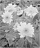 Helianthus%20%27Double%20Whammy%27