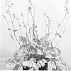 Heuchera%20hybrid%20%27Circus%27