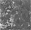 Rhododendron%20plant%20named%20%27HOMLEC%27
