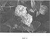 Lantana%20camara%20%27PIIL-MHP%27