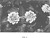 Lantana%20camara%20%27PIIL-CHW%27