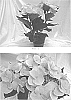 Hydrangea%20macrophylla%20%28Thunb.%29%20%27BC8.3%27