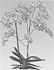 Phalaenopsis%20hybrida%20%27Gypsy%20Queen%27