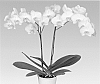 Phalaenopsis%20%27PHALDRAXIP%27