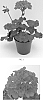Pelargonium%20x%20hortorum%20%27Tosfancriz%27