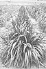 Pennisetum%20hybrid%20%27Tift%2026%27