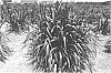 Pennisetum%20hybrid%20%27Tift%2011%27