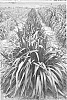 Pennisetum%20hybrid%20%27Tift%2010%27