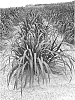 Pennisetum%20purpureum%20x%20%5BPennisetum%20glaucum%20x%20%28Pennisetum%20purpureum%20x%20Pennisetum%20squamulatum%29%5D%20%27Tift%20118%27
