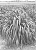 Pennisetum%20hybrid%20%27Tift%2040%27