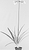Agapanthus%20hybrid%20%27AMBIC001%27