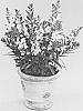 Angelonia%20angustifolia%20%27DALON12%27