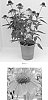 Echinacea%20x%20hybrida%20%27Balsomenco%27