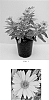 Heliopsis%20helianthoides%20%27Sunstruck%27