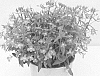 Lobelia%20erinus%20%27KLELE12094%27