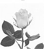 Rosa%20hybrida%20%27IRB0182G%27
