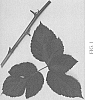 Rubus%20subg.%20Rubus%20Watson%20%27Columbia%20Star%27