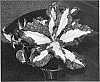 Hydrangea%20macrophylla%20%27Fiprizam%27
