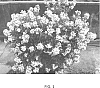 Lagerstroemia%20%27PIILAG%20B1%27