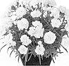 Dianthus%20caryophyllus%20%27Hilpure%27