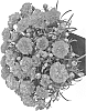 Dianthus%20caryophyllus%20%27Hilorbli%27