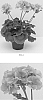 Pelargonium%20x%20hortorum%20%27Tosdynsal%27