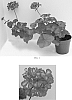 Pelargonium%20peltatum%20%27Tosforice%27