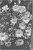 Gazania%20splendens%20%27LOMGAZDEOR%27