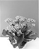 Kalanchoe%20blossfeldiana%20%27Kasinordi%27