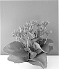 Kalanchoe%20blossfeldiana%20%27Kasinpula%27