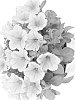 Petunia%20x%20hybrida%20%27Dueplubana%27