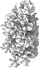 Petunia%20x%20hybrida%20%27Duepepre%27