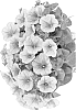 Petunia%20x%20hybrida%20%27Duepotmoca%27