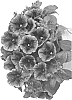 Petunia%20x%20hybrida%20%27Duepotpigic%27