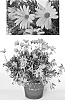 Osteospermum%20ecklonis%20%27Sunost1204%27