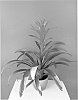 Guzmania%20hybrida%20%27Amoretto%27