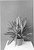 Dracaena%20steudneri%20%27Cintho%20Lemon%27