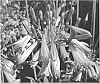 Agapanthus%20praecox%20%27Jonie%27