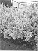 Lavandula%20allardii%20%27Meerlo%27
