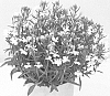 Lobelia%20erinus%20%27KLELE13476%27