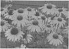 Echinacea%20plant%20named%20%27Dixie%20Scarlet%27